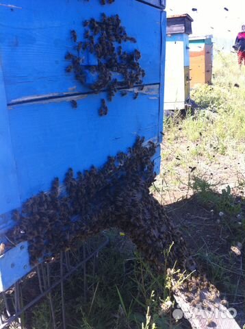 Продам пчелосемьи (пчел) купить на Зозу.ру - фотография № 6