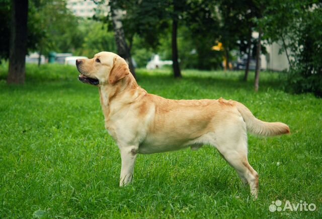 Лабрадор-Ретривер кобель для вязки