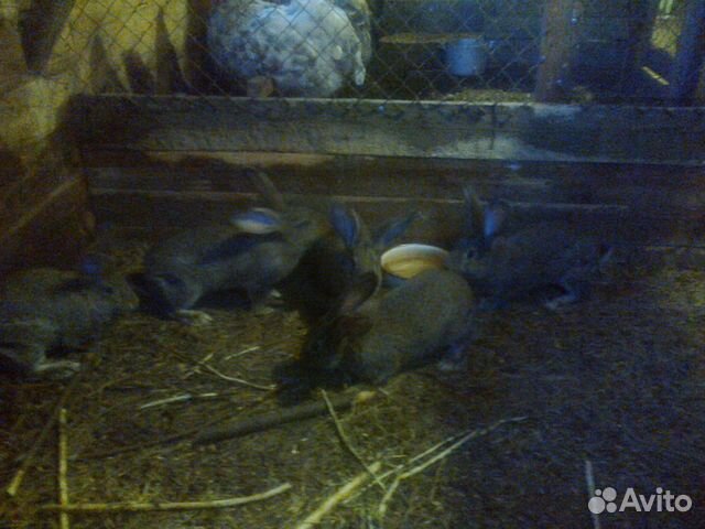 Кролики крупные