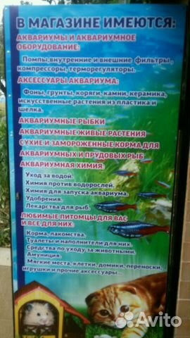Аквариумные рыбки купить на Зозу.ру - фотография № 10