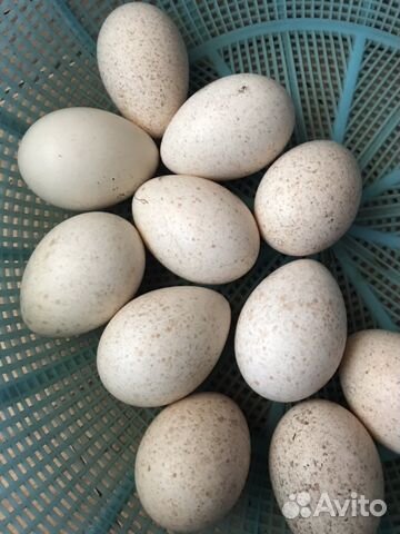 Индюки 8 месяцев) Инкубационные Яйца купить на Зозу.ру - фотография № 3