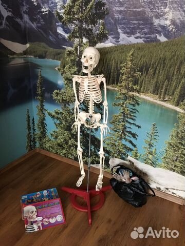 Конструктор скелет человека