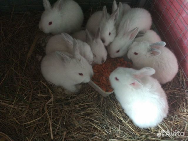 Калифорнийские Кролики Купить В Нижегородской Области Починки