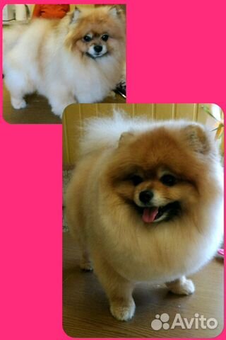 Грумер, стрижка собак, кошек, уз чистка зубов