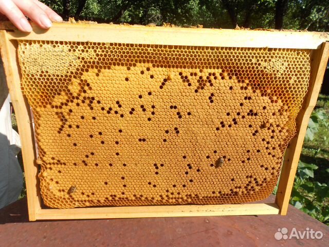 Пчелопакеты среднерусской пчелы купить на Зозу.ру - фотография № 2