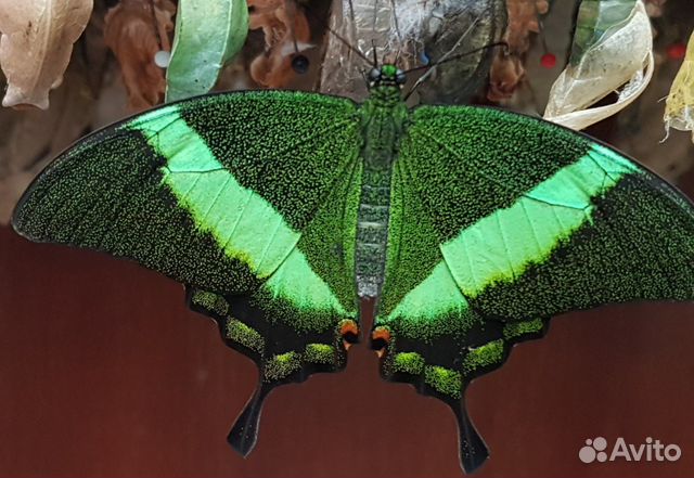 Высокорентабельны бизнес ферма тропических бабочек
