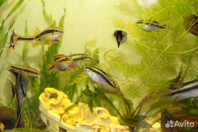 Пельвикахромисы (Pelvicachromis) - "попугайчики" купить на Зозу.ру - фотография № 7