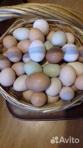 Инкубационное яйцо кур купить на Зозу.ру - фотография № 4