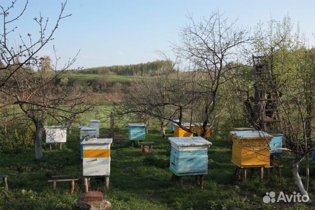 Продам пчелосемьи с ульями купить на Зозу.ру - фотография № 4
