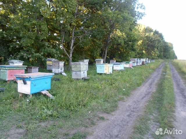 Где Купить Пчелопакеты В Краснодарском Крае