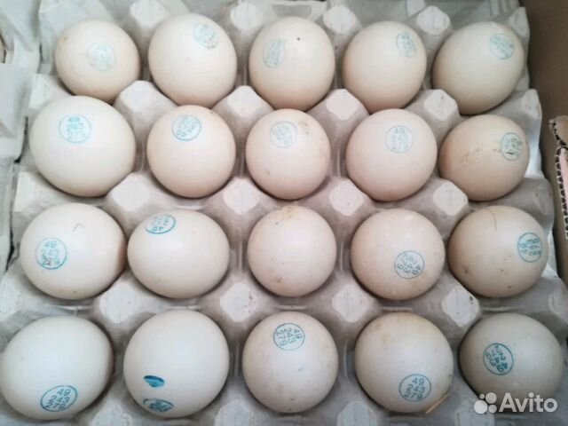 Купить яйцо мускусной. Инкубационное яйцо Биг 6 Франция. Муларды яйца (французское яйцо).