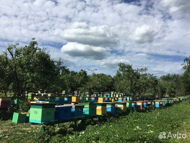 Продаются пчелопакеты купить на Зозу.ру - фотография № 2