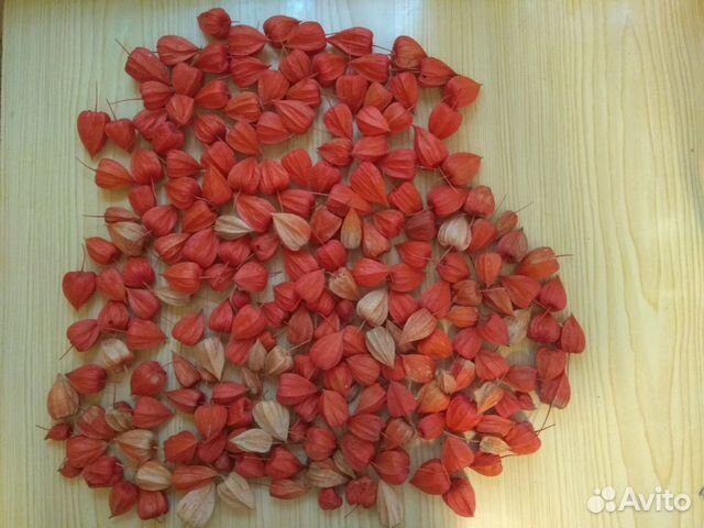 Физалис для декора