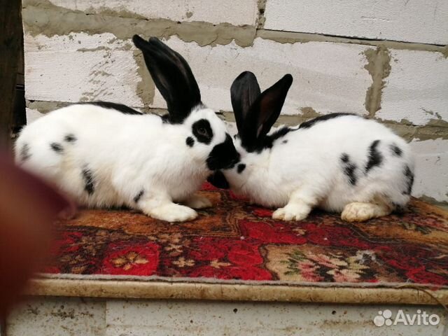 Продам кроликов купить на Зозу.ру - фотография № 10