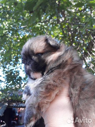 Малыш пекинес