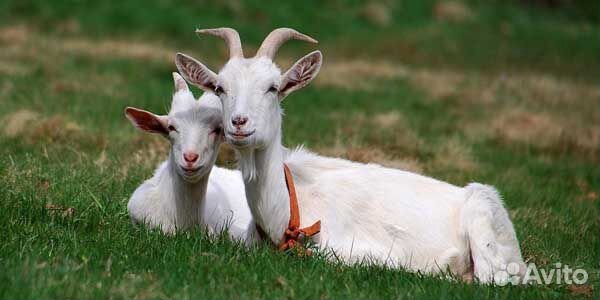 Продам высоко удойное поголовье коз купить на Зозу.ру - фотография № 1