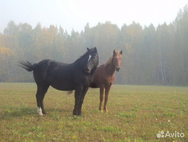 Продаются кони, лошади, жеребята купить на Зозу.ру - фотография № 1