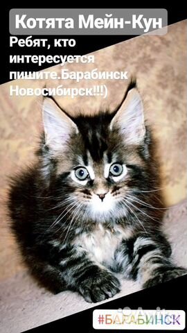 Продам котяи купить на Зозу.ру - фотография № 2
