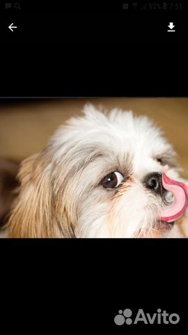 Домашняя Передержка животных