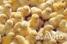 Предварительная запись на суточного цыпленка купить на Зозу.ру - фотография № 1