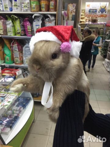 Голландский кролик купить на Зозу.ру - фотография № 1