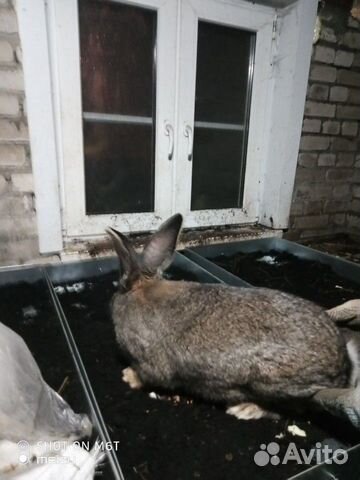 Продам живого кролика бельгийский фландер купить на Зозу.ру - фотография № 5