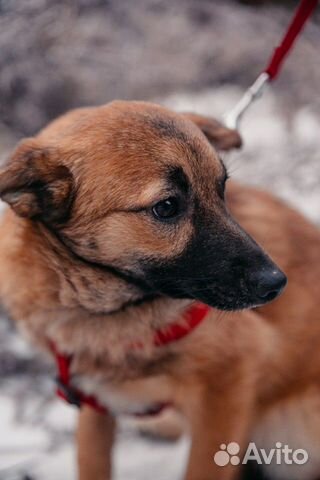 Hund