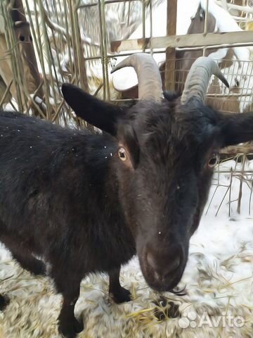 Обмен козы на козла купить на Зозу.ру - фотография № 2