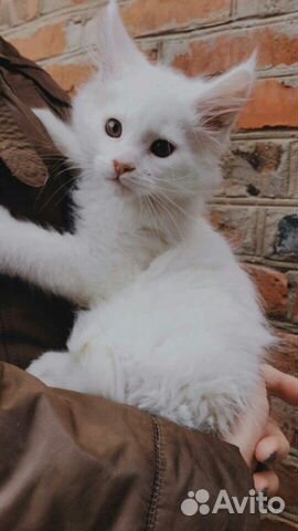 Кошка породы Мейн Кун купить на Зозу.ру - фотография № 4