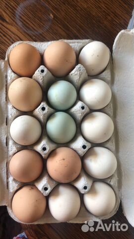 Инкубационное яйцо купить на Зозу.ру - фотография № 6