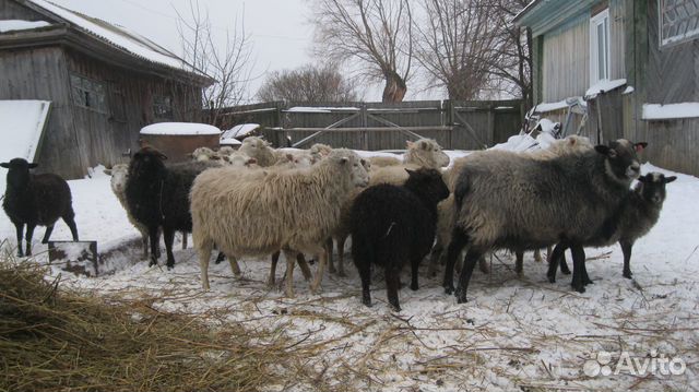 Овцы,бараны,молодняк мелкого рогатого скота купить на Зозу.ру - фотография № 2