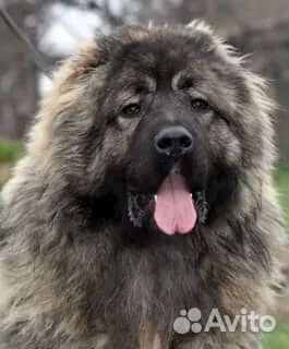 Возьму большую собаку купить на Зозу.ру - фотография № 2