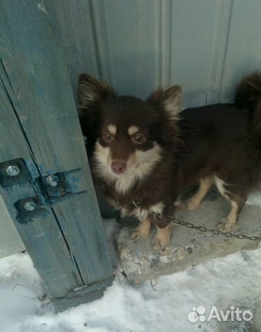 Пропала Собака купить на Зозу.ру - фотография № 1
