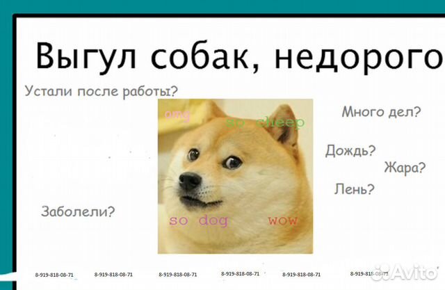 Dogs предложения