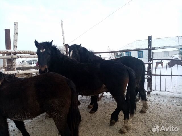 Купить Лошадь В Свердловской Области На Авито