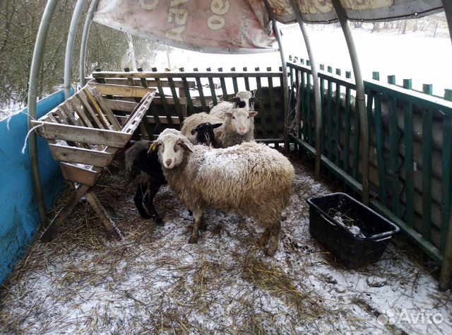 Поросята и свиноматка, овцы игуси купить на Зозу.ру - фотография № 4