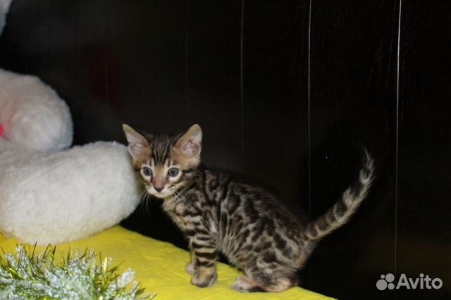 Бенгальские котята, рождены 10.12.19-резерв купить на Зозу.ру - фотография № 3