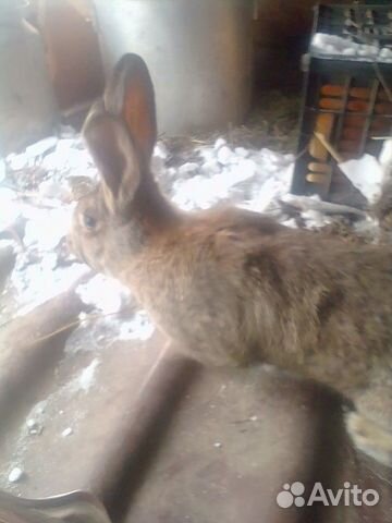 Кролики породы Бельгийский великан (фландр) купить на Зозу.ру - фотография № 3