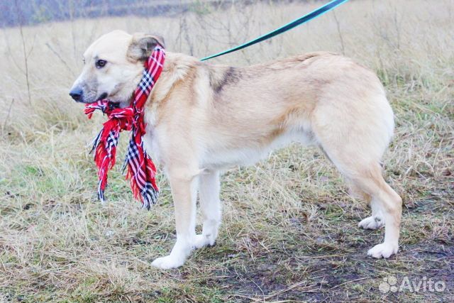 Трогательный пёс из приюта Некрасовка купить на Зозу.ру - фотография № 7