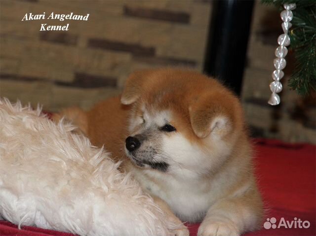 Замечательные щенки Акита-Ину для Вас купить на Зозу.ру - фотография № 2