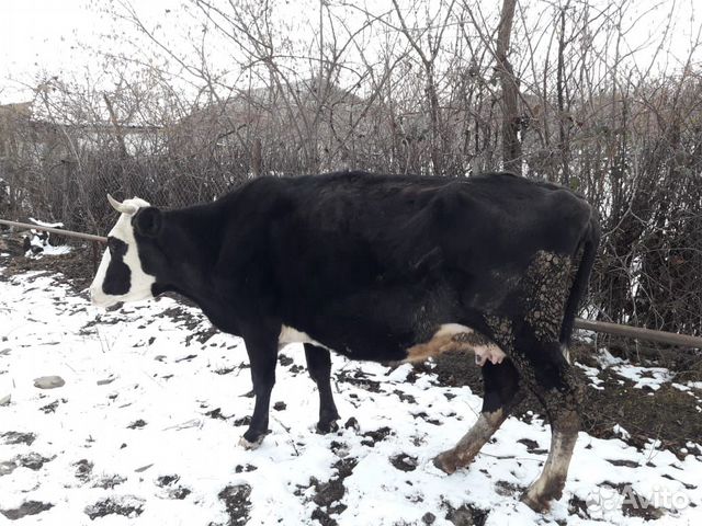 Корова можно на мясо купить на Зозу.ру - фотография № 1