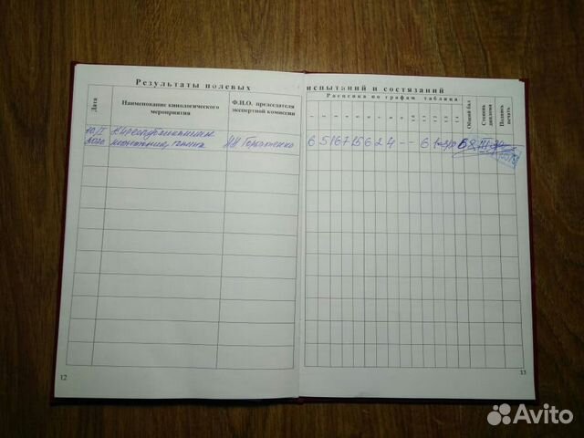 Вязка русская гончая, выжлец для вязки купить на Зозу.ру - фотография № 6