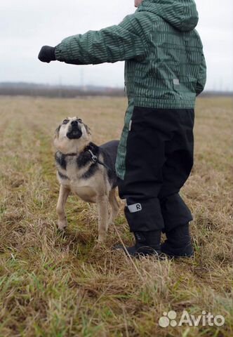 Собака из сердца к сердцу купить на Зозу.ру - фотография № 6