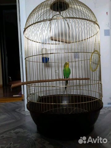 Продается попугай с клеткой, зеркало,качелей купить на Зозу.ру - фотография № 1