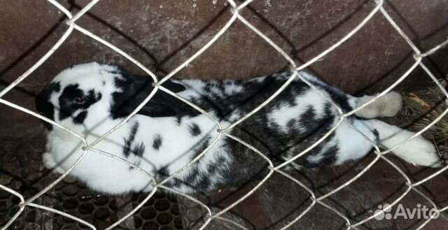 Кролики живьем купить на Зозу.ру - фотография № 2