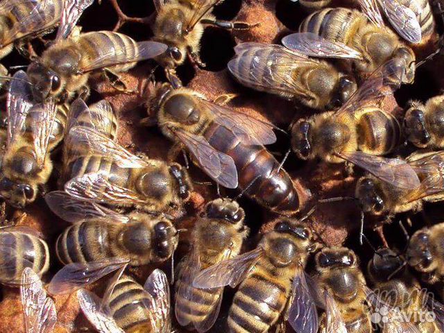 Пчелы, пчелопакеты, ульи купить на Зозу.ру - фотография № 1