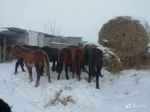 Лошадки купить на Зозу.ру - фотография № 1