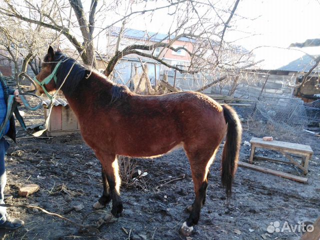 Продаётся Лошадь купить на Зозу.ру - фотография № 4