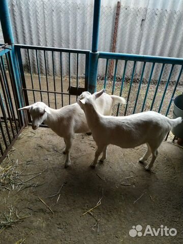 Продаются две скотные козы, помесь ламанча и заане купить на Зозу.ру - фотография № 8