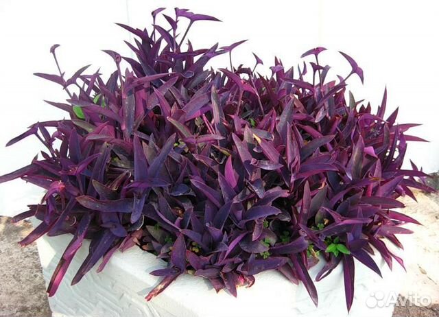 Растение С Фиолетовыми Листьями Фото